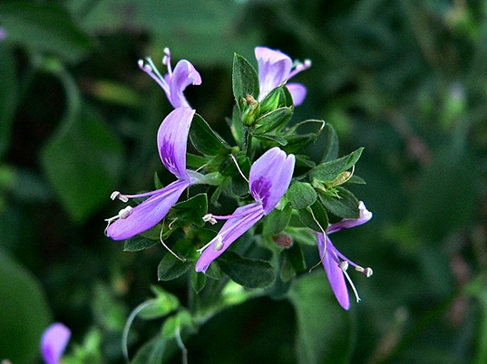 {Dicliptera brachiata}